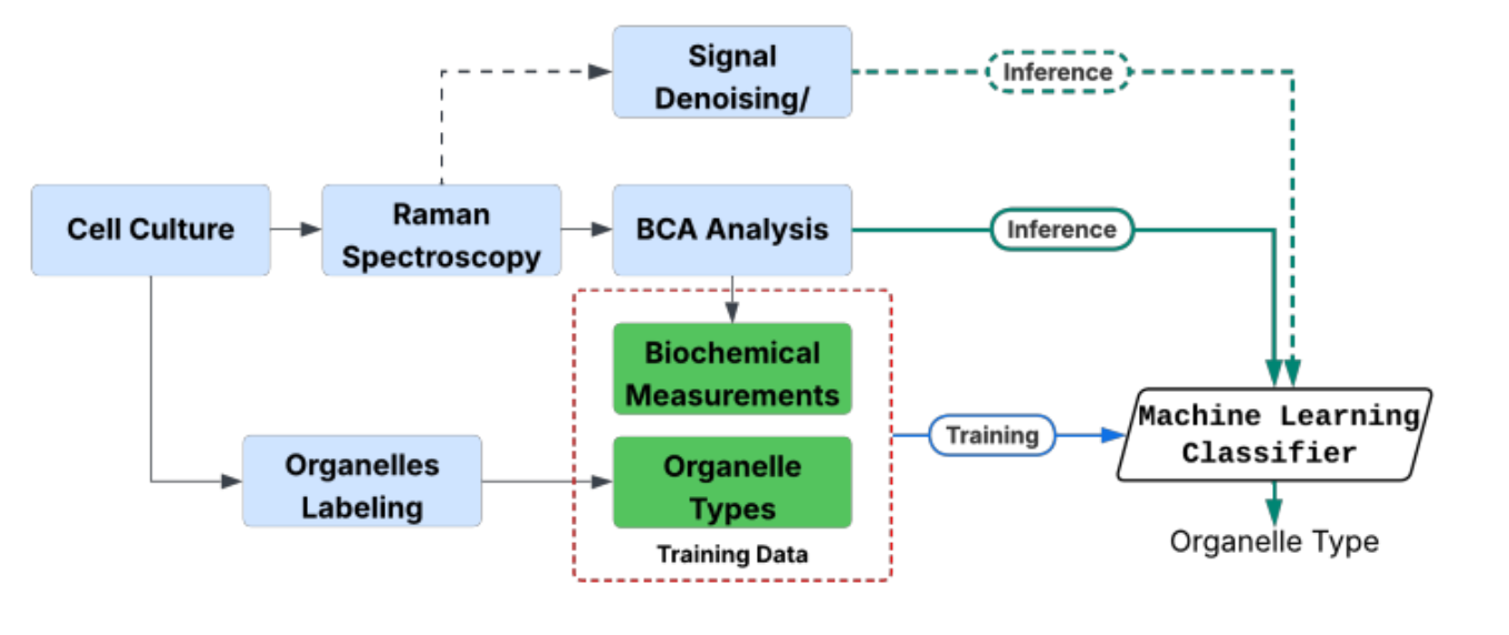 Quantum AI and Ramanomics